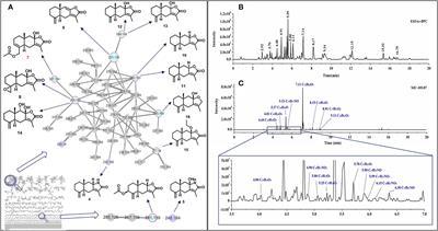 Sesquiterpene Lactams and Lactones With Antioxidant Potentials From Atractylodes macrocephala Discovered by Molecular Networking Strategy